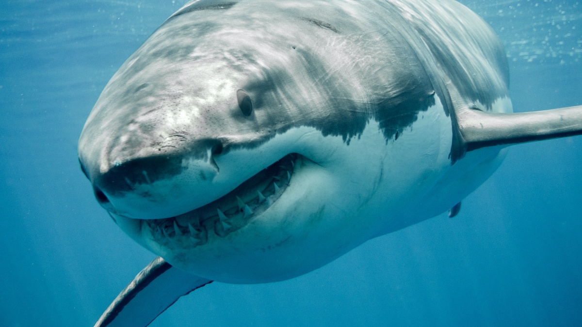 Rapid Sales Enablement: How to Move Like There’s a Shark Hunting You
